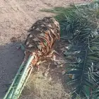 نخل وجثايث وافسيل القصيم نخل خلي من المراض اسعر معقوله