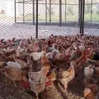 صيصان بلدي