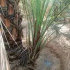 يوجد لدينا جميع انواع النخيل المثمر والتوصيل الا جميع أنحاء