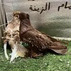 حمام مفتل