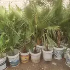 نخل للبيع بجميع انواعه