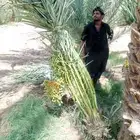 نخل للبيع مثمر جده مكه الطايف نخل مثمر برحي سكري خلاص