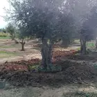 لبيع جميع النواع الزيتون الزيتون المعمر والحمضياات واشجار ال
