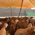 طليان سواكني حمري