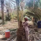 يوجد لدي نخل مثمر برحي