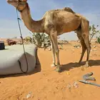 جمال راكبي لبيع شرط السلام