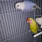جوز روز