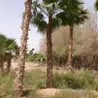 نخل للبيع
