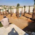 نخيل وشنطوني وعربي جميع المقاسات والانواع