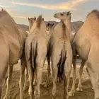 قعدان مفاريد فل الفل اتواصل
