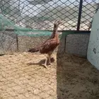 فروخ سندي صافي
