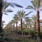 نخل للبيع
