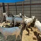 معزا للبيع