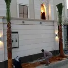 نخل واشنطن للبيع