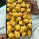 خراف الودي اخلاص