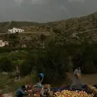 شتلات رمان بيده