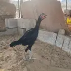 سندي لونها اسود صك