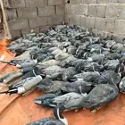 بط مموه للبيع العدد 80