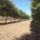 اشجار زيتون مثمر