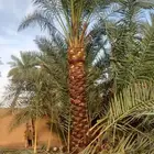نخل مثمرللبيع مصيفه هلالي شيشي عجوه اخلاص برحي سكري شيشي
