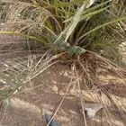 100ريال