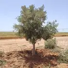 يوجد لدينا زيتون معمر مثمر جميع الأحجام ويوجد وسط ويوجد شتلا