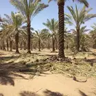 أشجار سدر وطلح ونخيل عربي ونخيل واشنطني