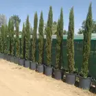 سرو ايطالي تربيه شمسيه مقوم للحراره