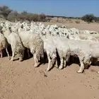 غنم حرش مراح وحد قطعه وحده العداد 92الغنم طيبه ودفيع