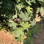 للايجار مزرعه في المحاني