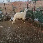 خرفان فحول للبيع محايل عسير