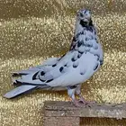 دقطايف