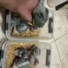 درة نيبالية حجم جامبو