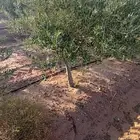 للبيع اشجار الزيتون بالكميات وسعر مناسب وتوفيق للجميع