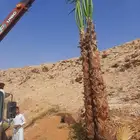 نخل عربي واشنطني