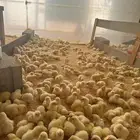فقاسة بق شكن اليدويه