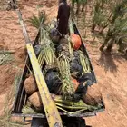 نخل للبيع نخيل مثمر فاخر نقايل فسايل خلاص صقعي خضري سكري سلج