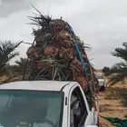 ابوناصر لتوريد جميع انواع النخيل العربي وواشنطن وشبوك