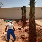 نخل مثمرللبيع جثايث نقايل فسايل مثمره