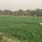 استراحه 10شارعيين الرحمانيه الخرج الرياض