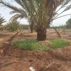 نخل عربي ونخل زين وزيتون كميات