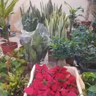 مشاتل وتنسيق حدائق