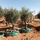 شجر زيتون معمر