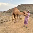 جمل ساحلي ثني