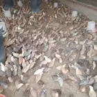 ديراب