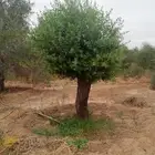 شجره زيتون فاخر