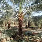 يوجد جميع انوع انخل ازينه والعربي