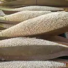 لقاح