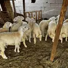 السلام عليكم ورحمه الله وبركاته صلوا على النبي معنا طليان