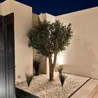 زيتون